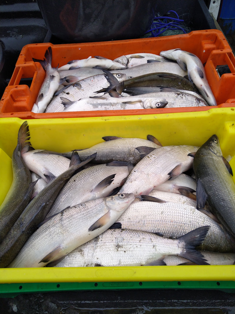 Fischerei & Räucherei Alt-Schwerin